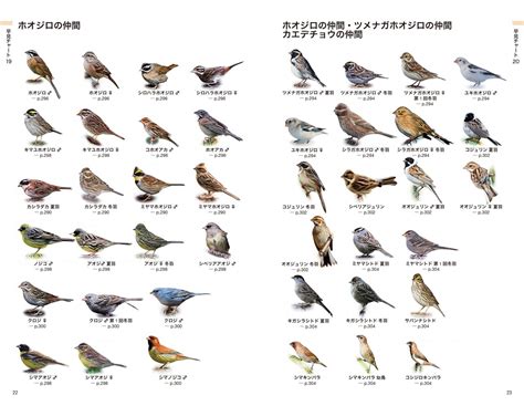 鳥種類|日本の野鳥一覧